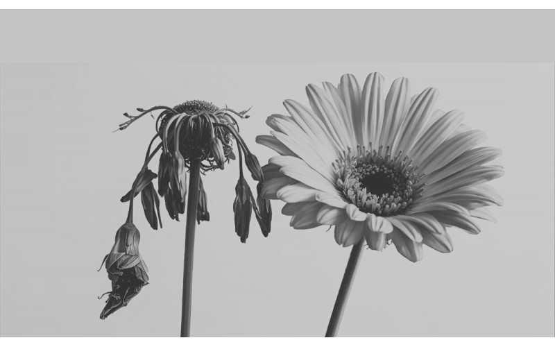 Je t'aime moi non plus...